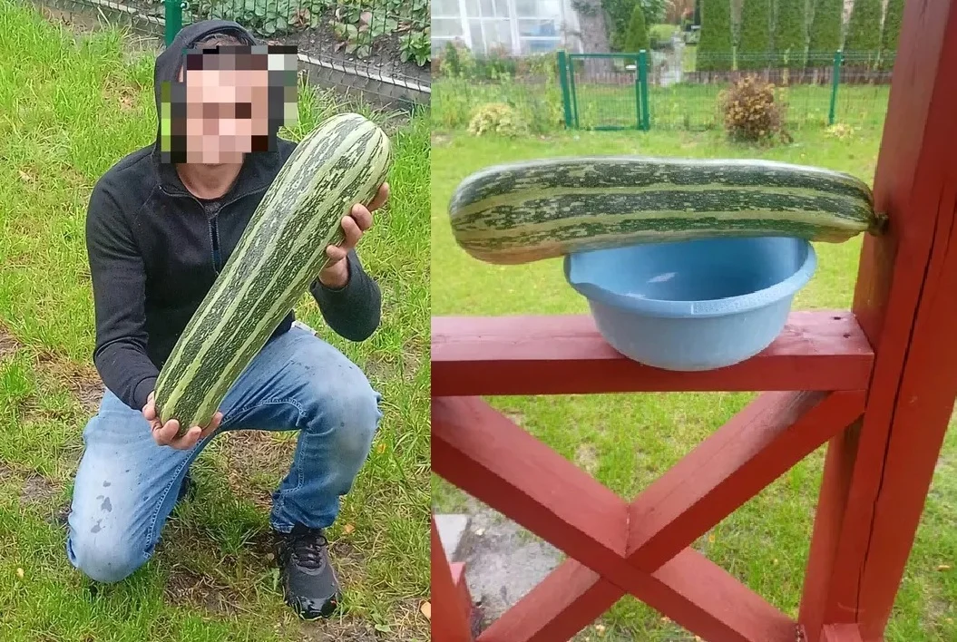 Cukinia Zamość